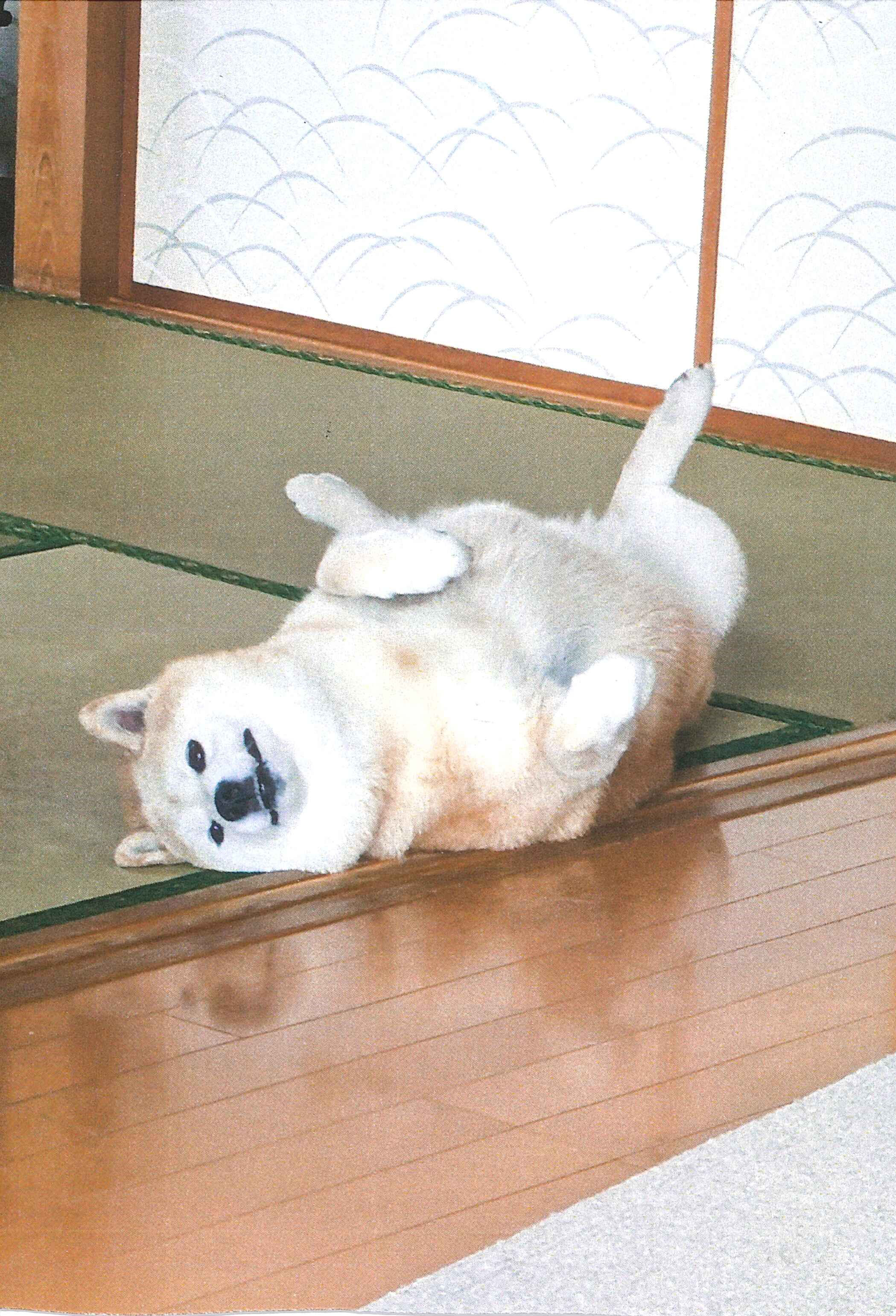 ユキちゃん