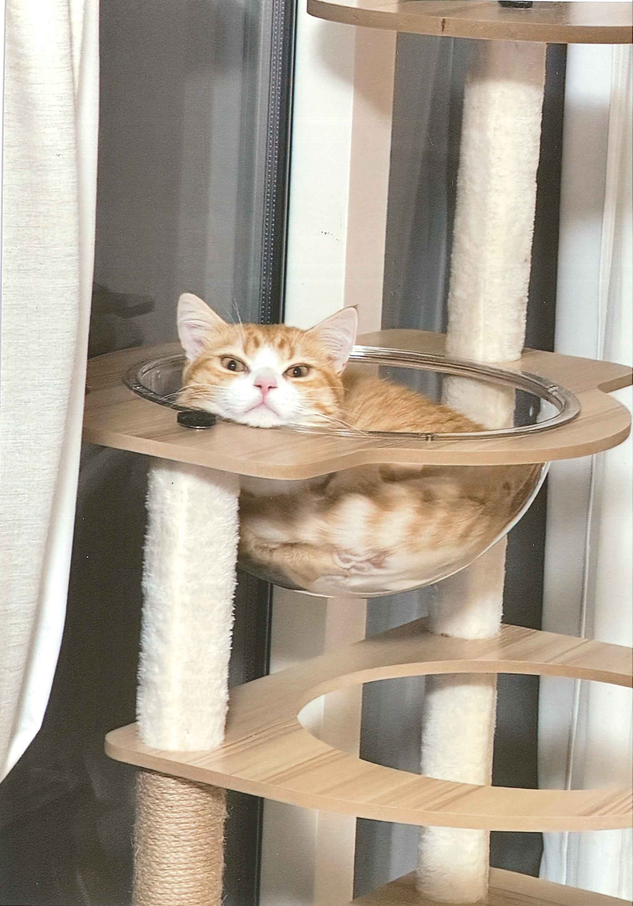 茶々丸くん