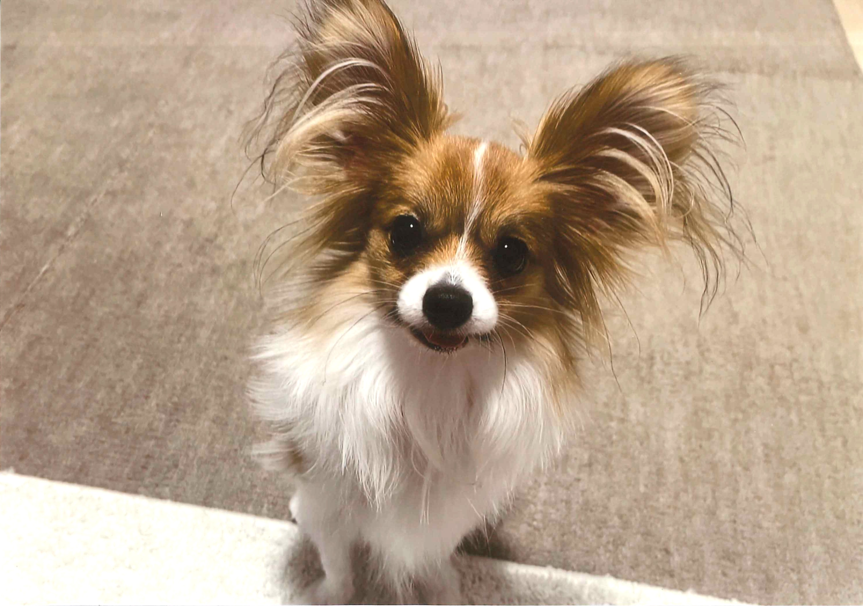 つくねちゃん