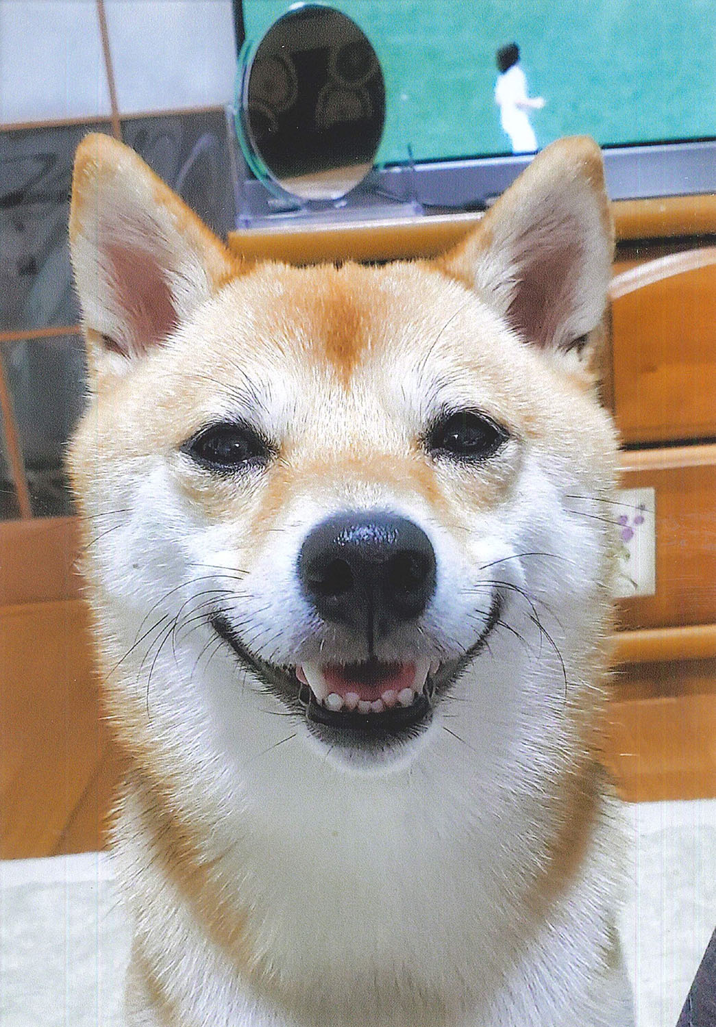 むぎちゃん