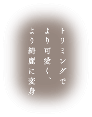 トリミングでより可愛く、より綺麗に変身